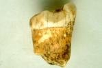 ¿Los neandertales fueron carnívoros? Un nuevo estudio apunta que sí ¿Los neandertales fueron carnívoros? Un nuevo estudio apunta que sí