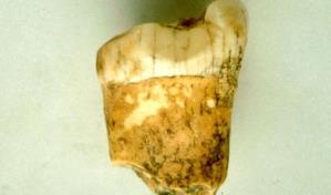 ¿Los neandertales fueron carnívoros? Un nuevo estudio apunta que sí