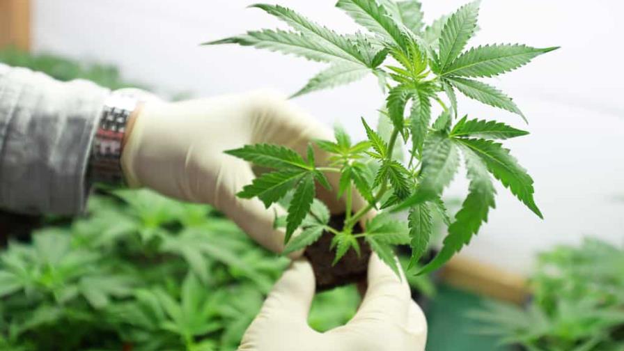 ¿Qué significa 420 y cuál es su relación con la marihuana?