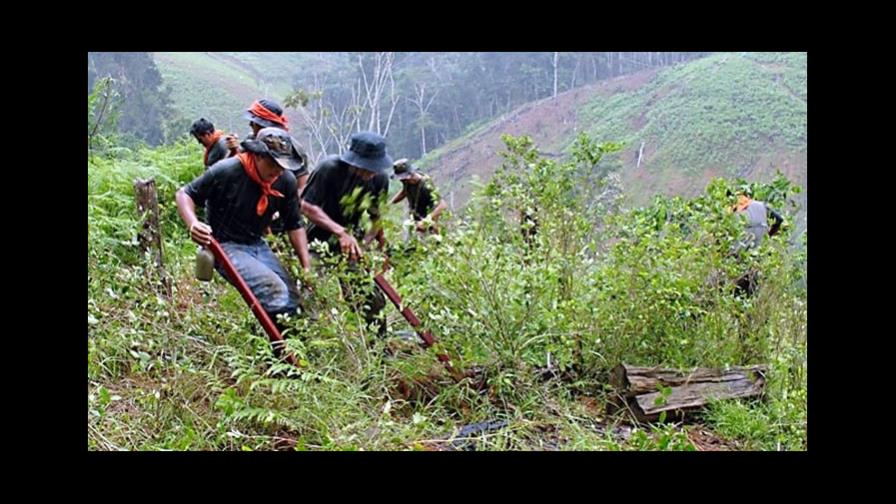 Perú erradicó 20,000 hectáreas de sembradíos ilegales de coca hasta octubre
