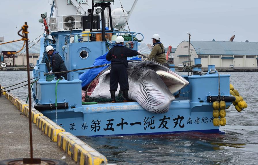 Nuevo intento de levantar la prohibición de cazar ballenas tras 40 años