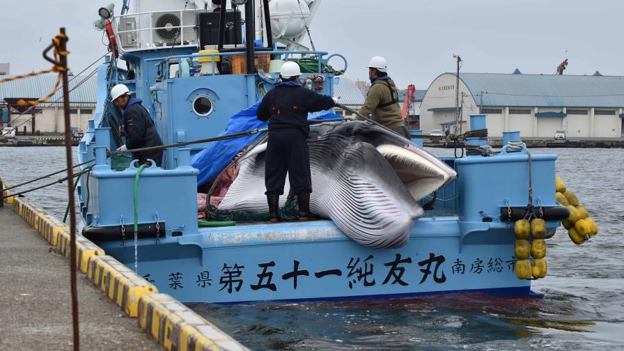 Nuevo intento de levantar la prohibición de cazar ballenas tras 40 años