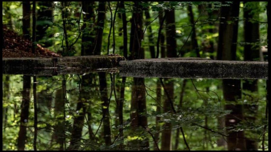 Medio siglo tratando de detener la marcha suicida de la humanidad Medio siglo tratando de detener la marcha suicida de la humanidad
