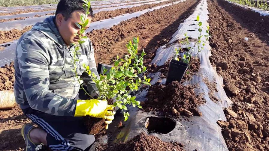 Para el Día de Acción de Gracias, productores de arándanos se adaptan al cambio climático