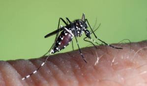 ¿Eres un imán de mosquitos? Podría ser tu olor