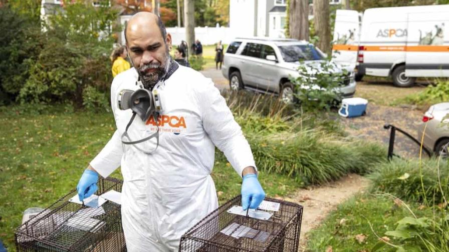 Rescatan a unos 300 animales hacinados en una casa de Nueva York