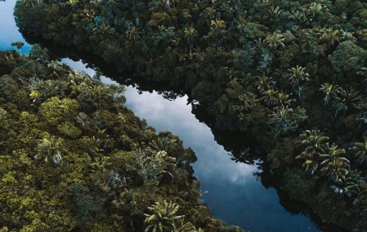 Latinoamérica y el Caribe formalizan una red para la medición de sus bosques
