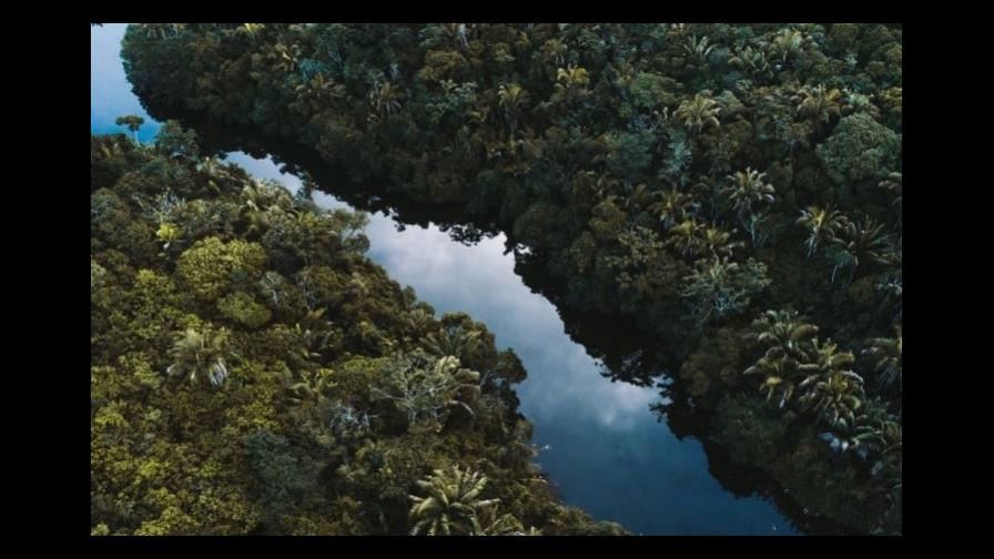 Latinoamérica y el Caribe formalizan una red para la medición de sus bosques