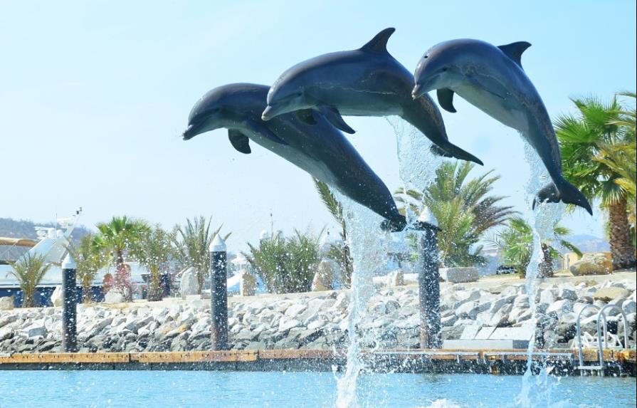 Diputados de México avalan prohibir uso de mamíferos marinos en espectáculos