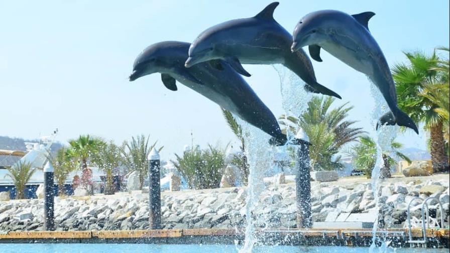 Diputados de México avalan prohibir uso de mamíferos marinos en espectáculos