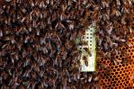 Las abejas pueden ordenar los números como lo hacen los humanos, según estudio