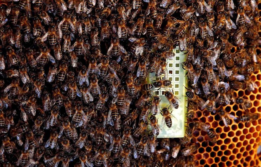 Las abejas pueden ordenar los números como lo hacen los humanos, según estudio