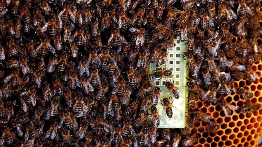 Las abejas pueden ordenar los números como lo hacen los humanos, según estudio