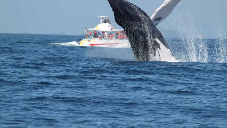 República Dominicana expresa rechazo a la cacería de ballenas para alimentos