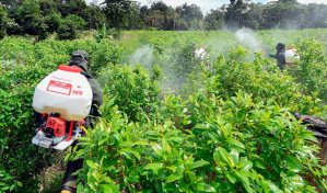 EE.UU. suspende el monitoreo satelital de los cultivos de coca en Colombia