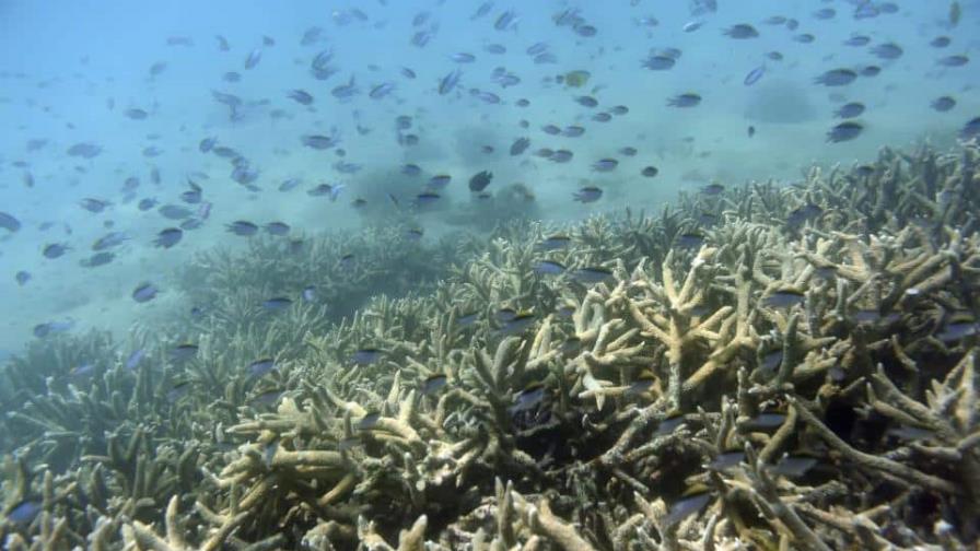 Australia aprueba un fondo adicional para la protección de la Gran Barrera Australia aprueba un fondo adicional para la protección de la Gran Barrera