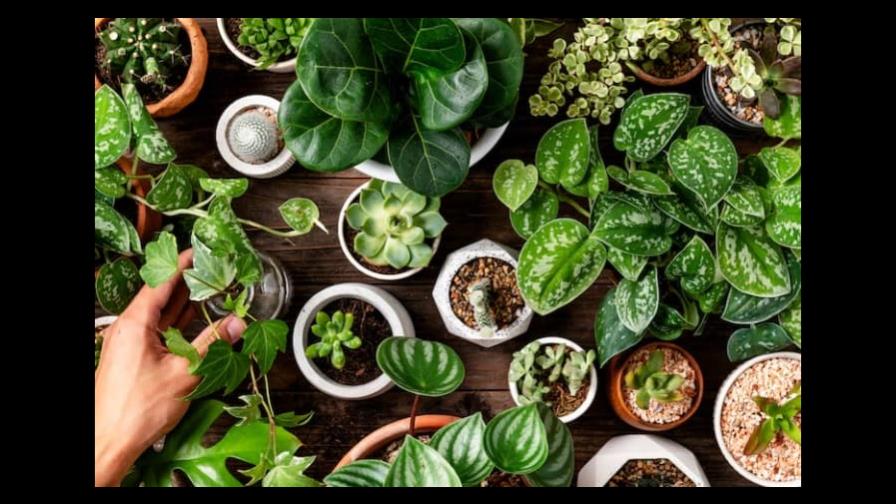 Qué debes evitar en tus macetas para no dañar tus plantas Qué debes evitar en tus macetas para no dañar tus plantas