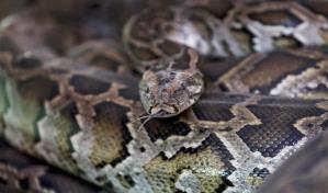 Matan 231 pitones en Florida en concurso anual contra esa especie invasora