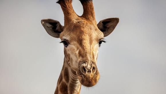 Una jirafa mata a una bebé de 16 meses en Sudáfrica