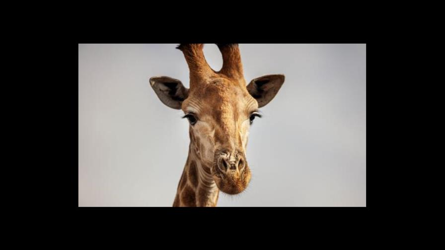 Una jirafa mata a una bebé de 16 meses en Sudáfrica