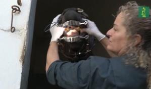 Mujeres al cuidado de los caballos del Hipódromo de Zarzuela