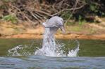 El delfín rosado del Amazonas ha perdido el 65 % de su población en 50 años