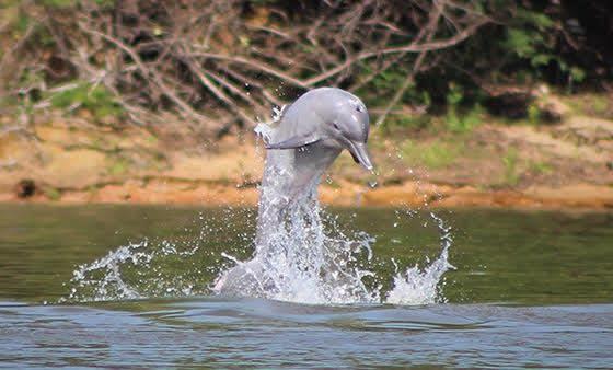 El delfín rosado del Amazonas ha perdido el 65 % de su población en 50 años