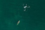 Se buscan droneros y manatíes Se buscan droneros y manatíes