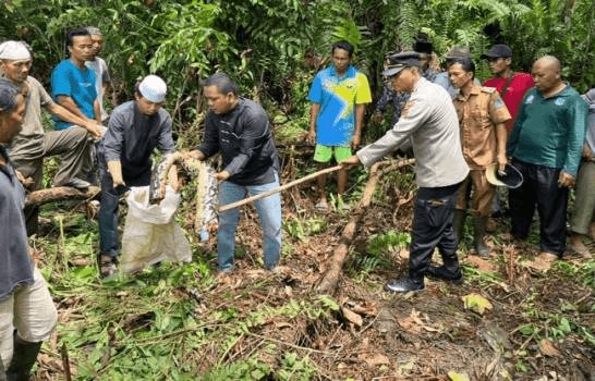 Hallan en el interior de una serpiente el cadáver de una mujer desaparecida en Indonesia