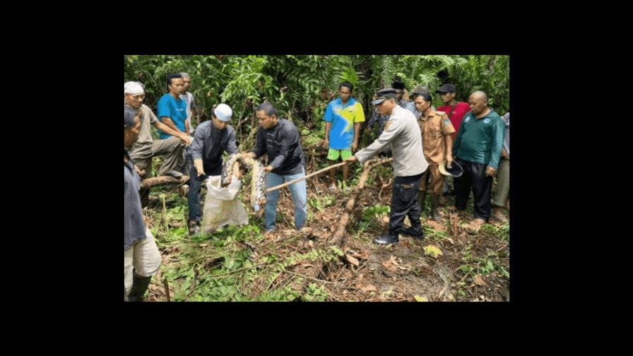 Hallan en el interior de una serpiente el cadáver de una mujer desaparecida en Indonesia