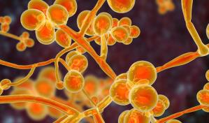 La OMS elabora su primera lista de hongos más peligrosos para la salud humana