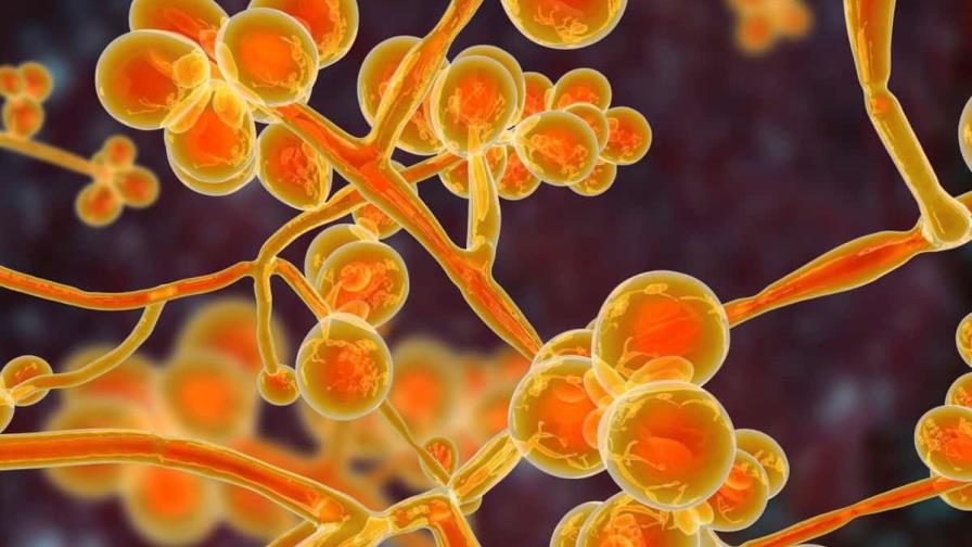 La OMS elabora su primera lista de hongos más peligrosos para la salud humana La OMS elabora su primera lista de hongos más peligrosos para la salud humana