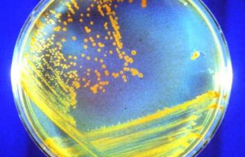 Antiguas bacterias de Marte podrían estar latentes en las capas profundas