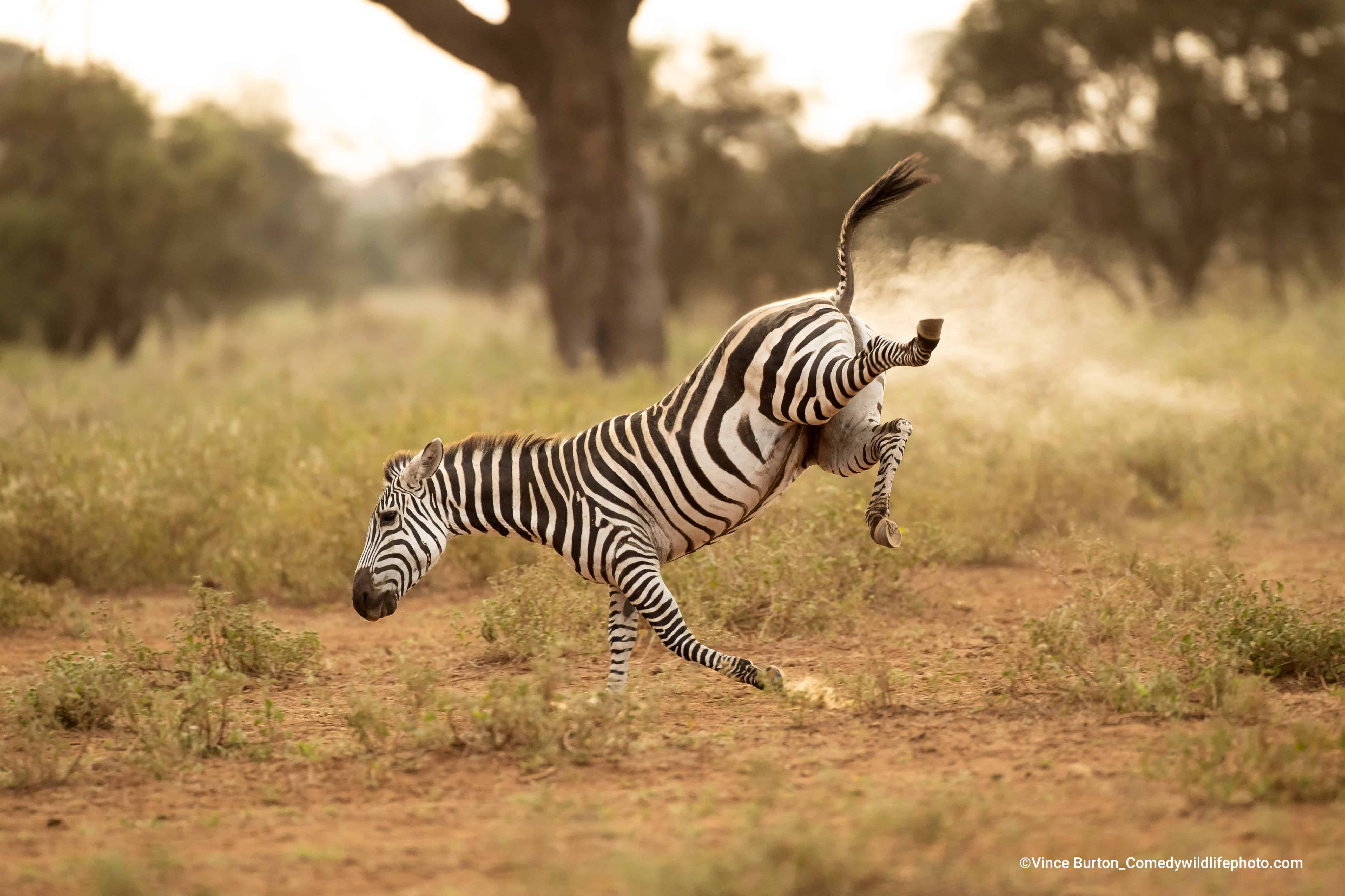 ¡A cualquiera le pasa!. Esta zebra dejó escapar algo más que su aliento en medio de una galopada.