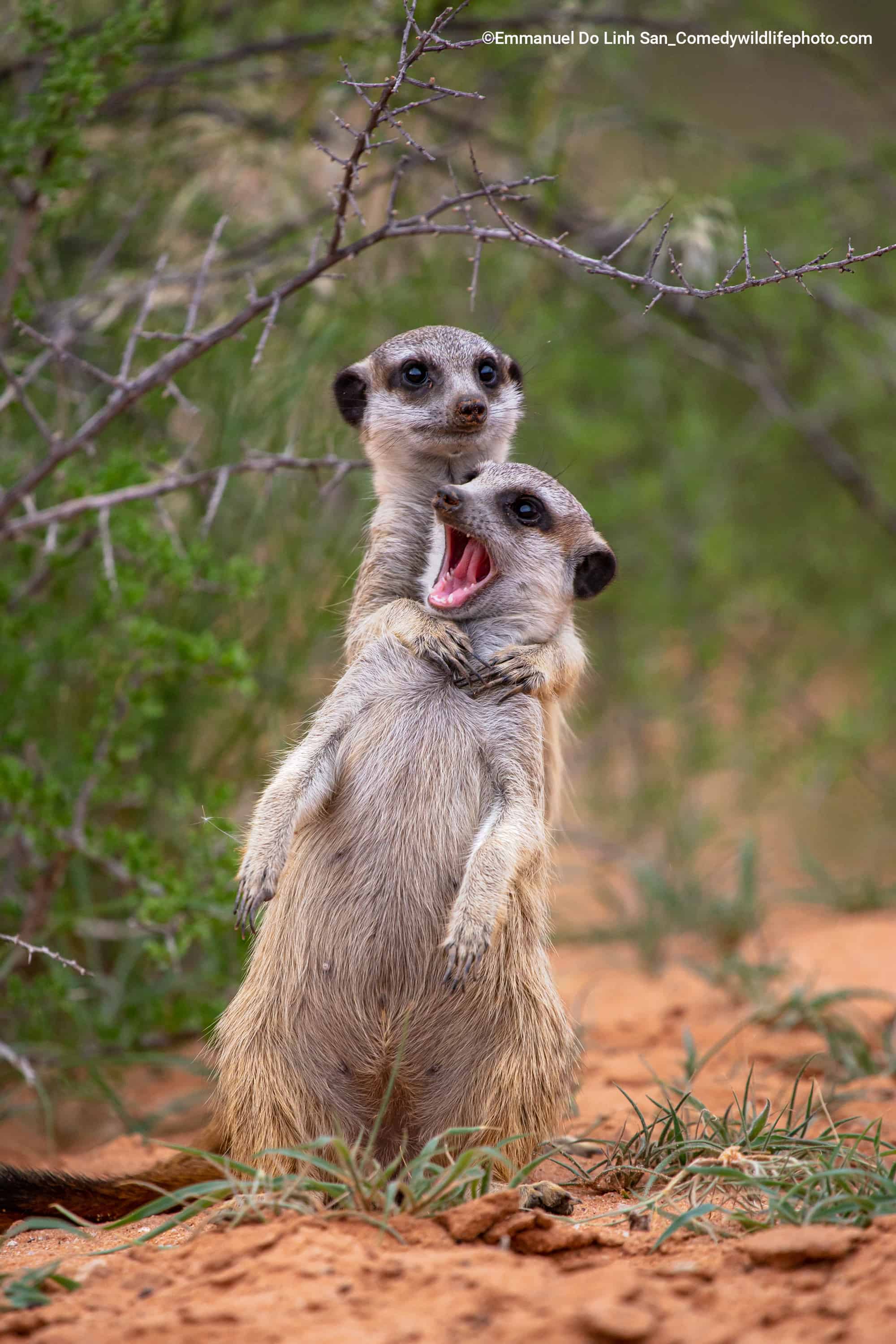 Dos suricatas en una interacción que nos recuerda a los humanos cuando uno de tus amigos bromea sobre ti y pretendes estrangularlo y, en respuesta, abren la boca como un tonto