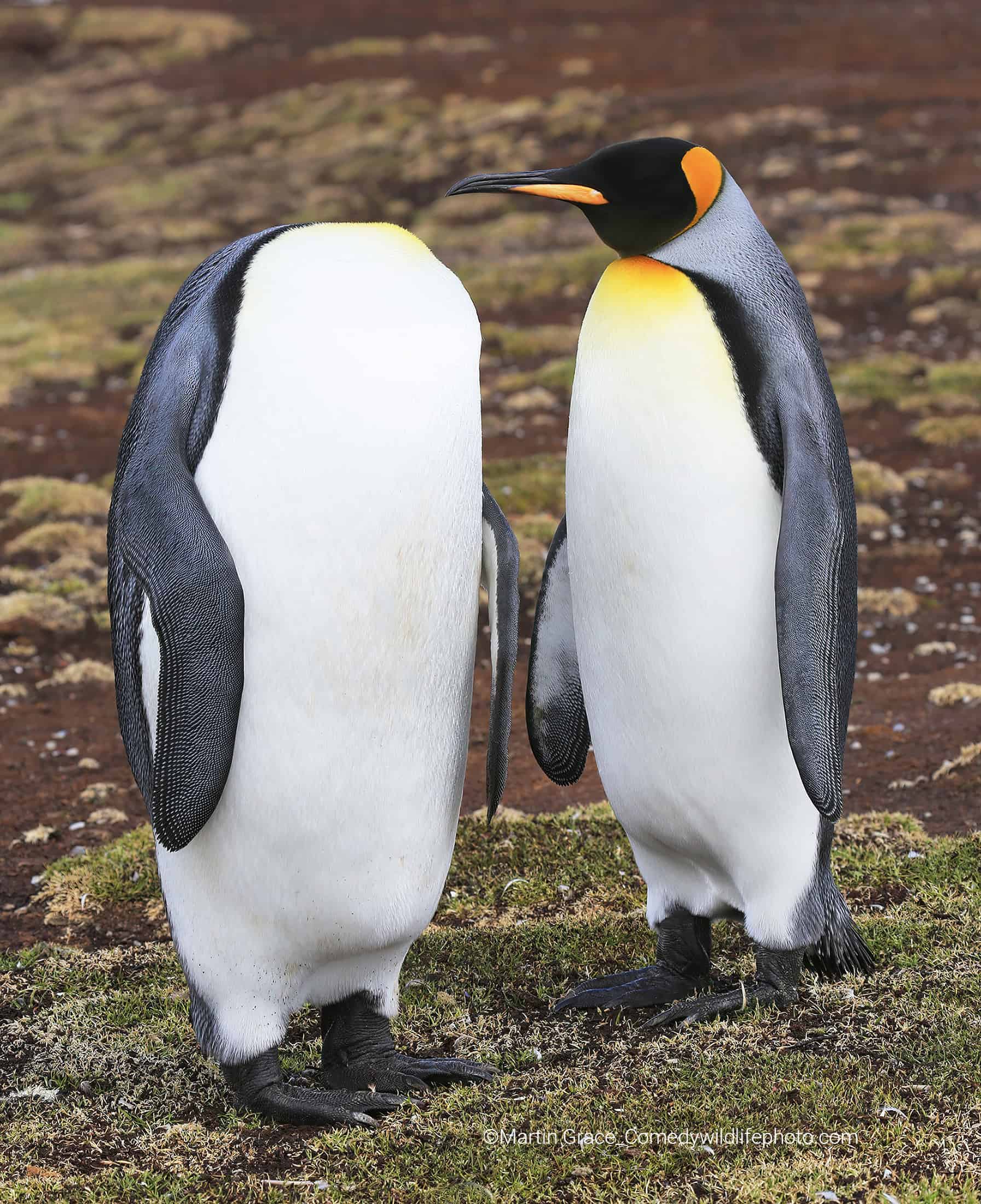 ¿Loco, y tu cabeza?. El pingüino rey de la derecha puede tener una expresión inescrutable, pero debe estar preguntándose adónde ha ido la cabeza de su pareja.