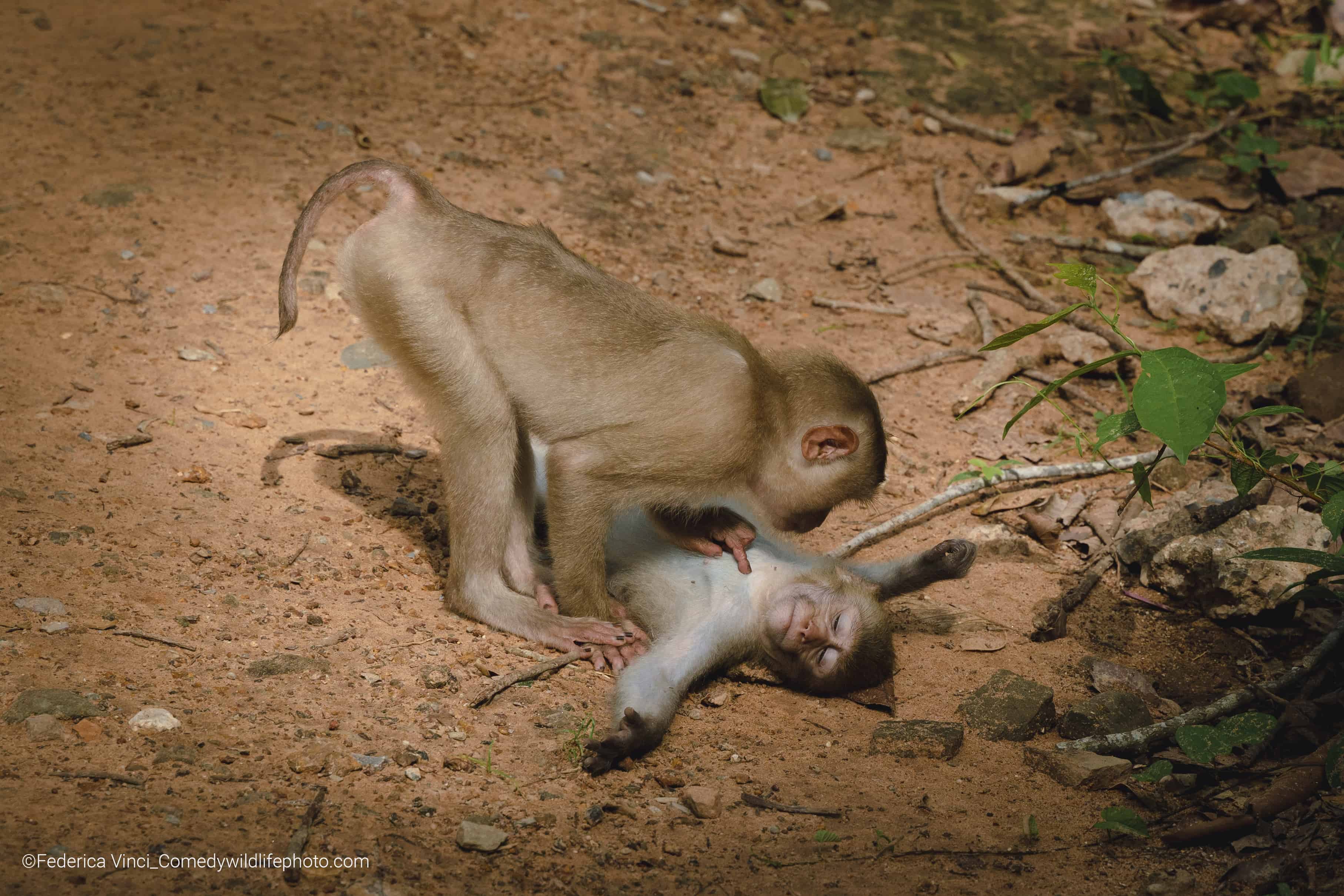 ¿Te duele aquí?. Cerca de un templo en Camboya un mono salvaje descansa mientras su amigo lo cuida.