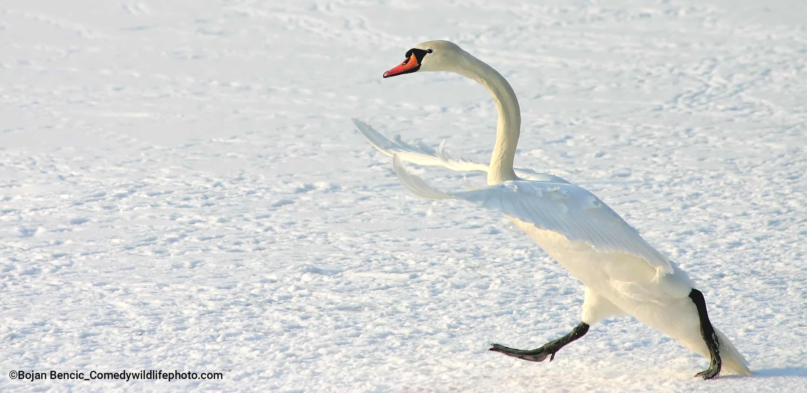¡Vaya manera de caminar!. Este cisne estaba en medio de una pelea con otro cisne, persiguiéndolo en un lago congelado.