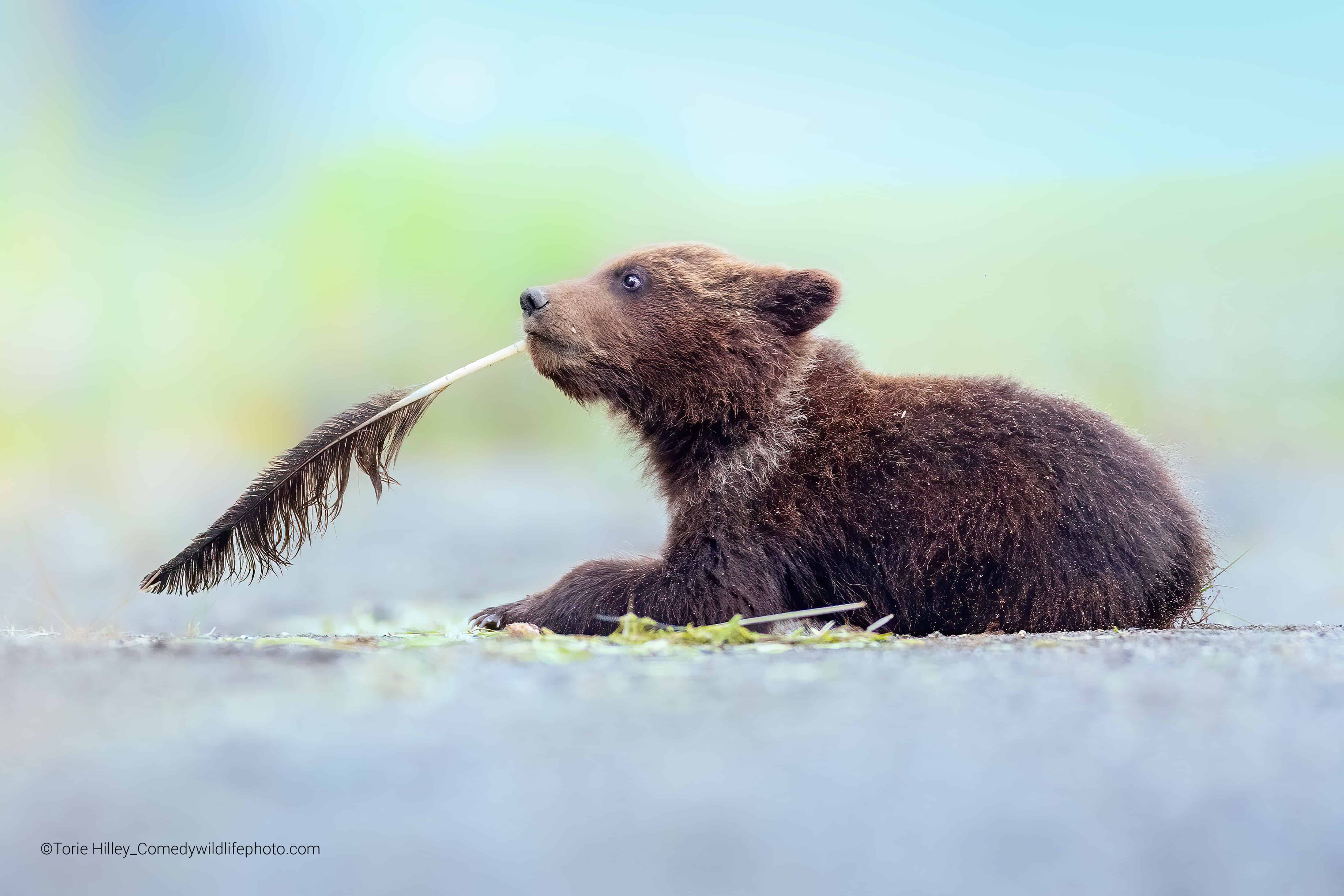 Más tierno que gracioso. Un cachorro de oso pardo juguetea con la pluma de un águila en Alaska.