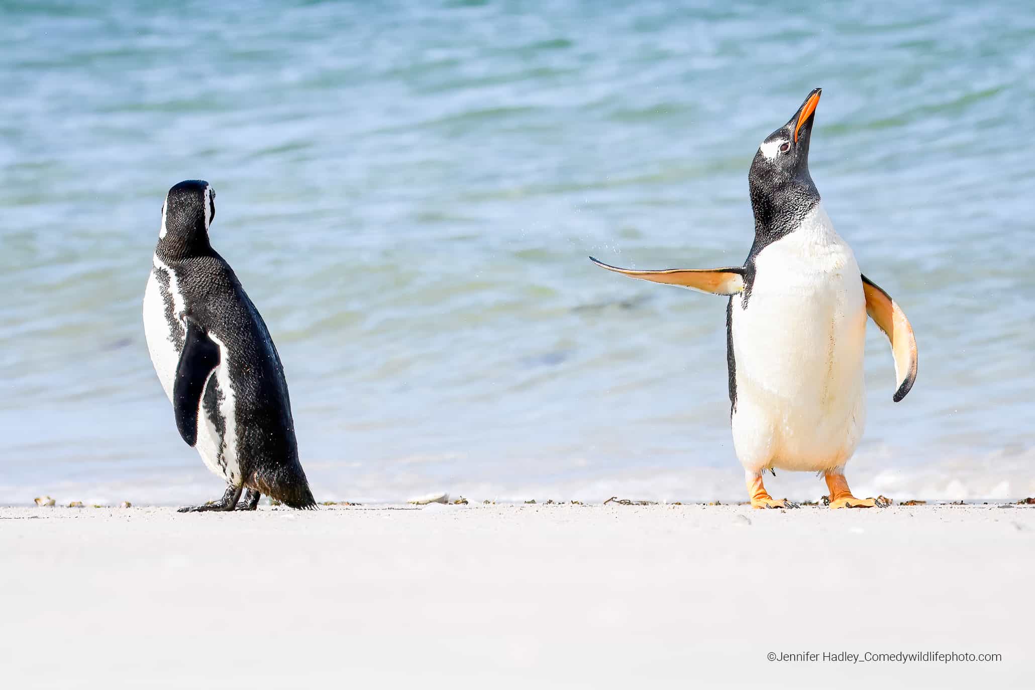 ¡Conmigo no!. Esta imagen captada en las Islas Malvinas muestra dos pingüinos papúa que estaban pasando el rato en la playa cuando uno se sacudió y le dio un desaire a su compañero.