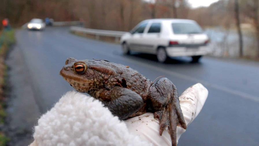 Animales de sangre fría: cada grado de calor global les acerca a la muerte