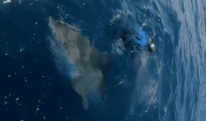 Buza a punto de ser atacada por tiburón entró a nadar con el pez minutos después