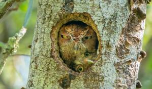 En fotos: concurso fotográfico busca la cara más graciosa de la naturaleza en 2022