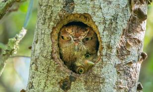En fotos: concurso fotográfico busca la cara más graciosa de la naturaleza en 2022