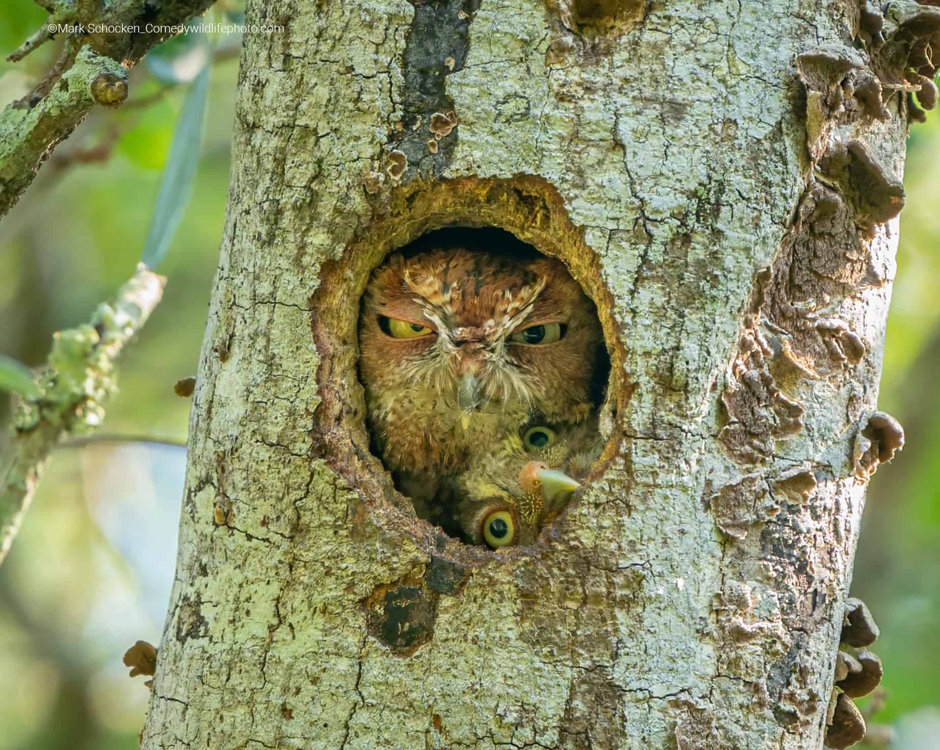 No hay espacio para los dos. Una madre lechuza y su cría hacen lo posible para compartir el agujero que sirve de entrada a su nido.