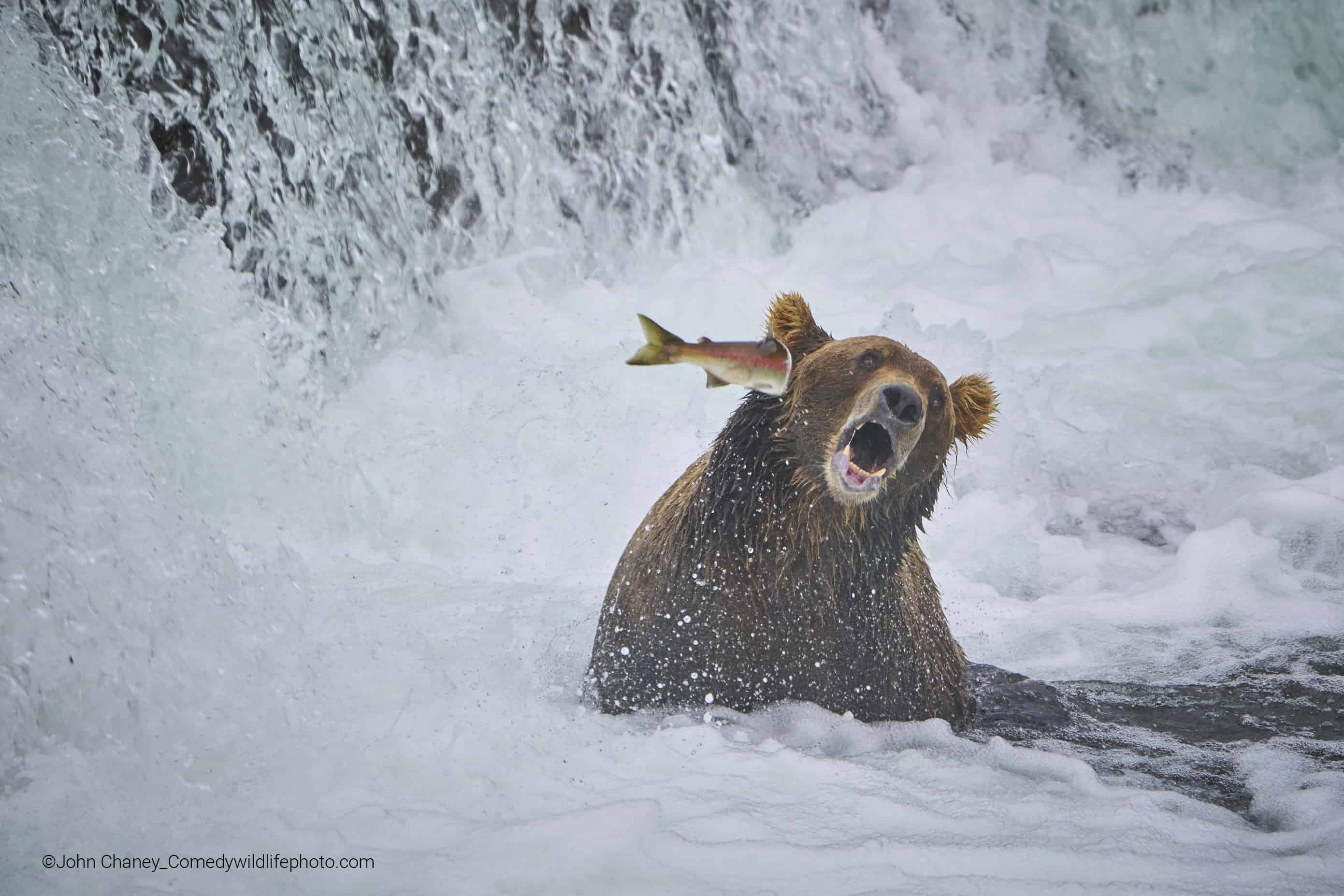 ¡No es no! Un salmón se niega a ser devorado por un oso pardo y su negativa es casi una cachetada.