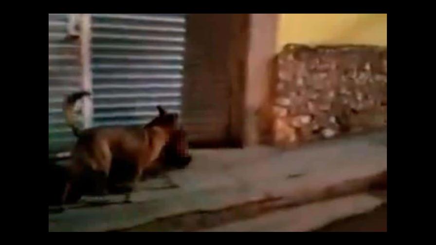 Captan a perro paseando con una cabeza humana en la boca en México Captan a perro paseando con una cabeza humana en la boca en México