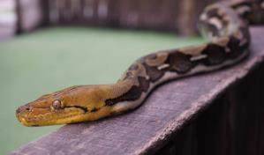 Policías atrapan a una pitón de más de cuatro metros entre dos casas de Florida