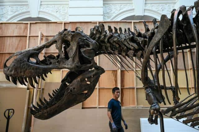 El primer fósil de tiranosaurio a subasta en Asia se presenta en Singapur