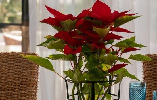 Cinco plantas que son tendencia para recibir la Navidad